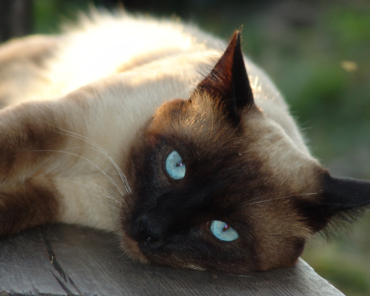 Красивый голубоглазый сиамский кот лежит на лавке 