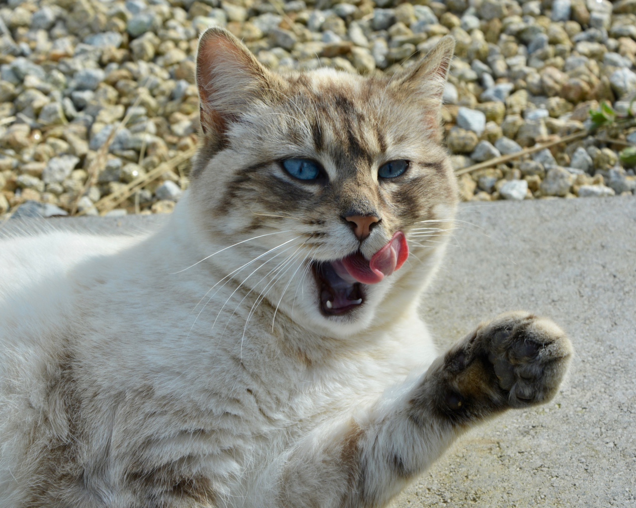 Красивая голубоглазая кошка облизывается 