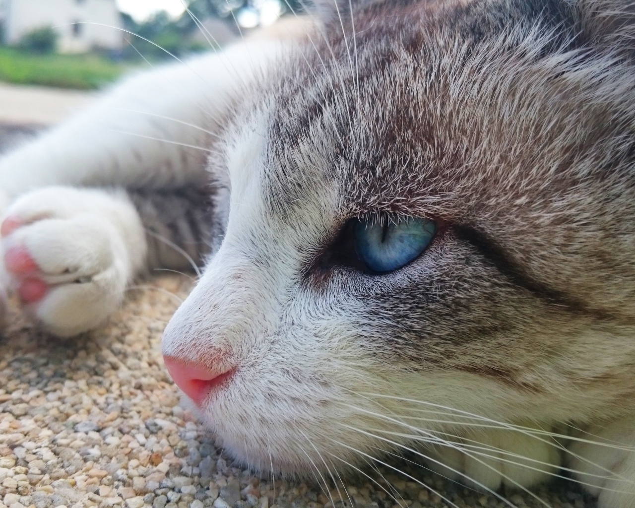 Красивый голубоглазый кот лежит на асфальте