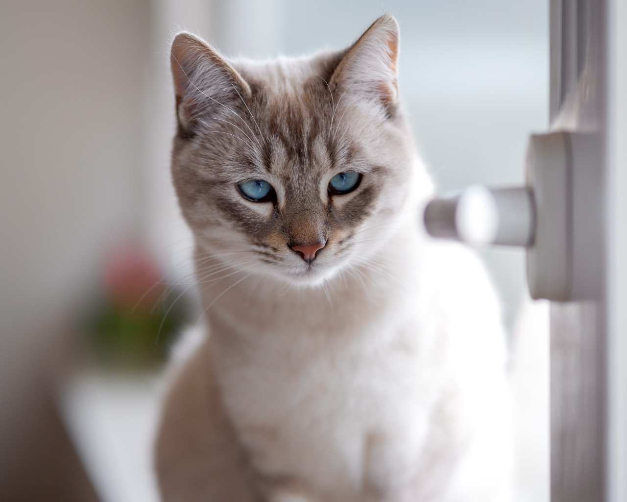 Красивый голубоглазый породистый кот у окна
