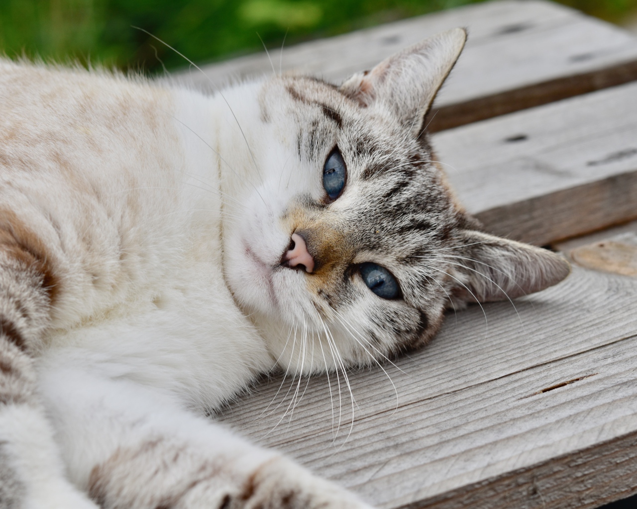 Красивая голубоглазая породистая кошка лежит на лавке 