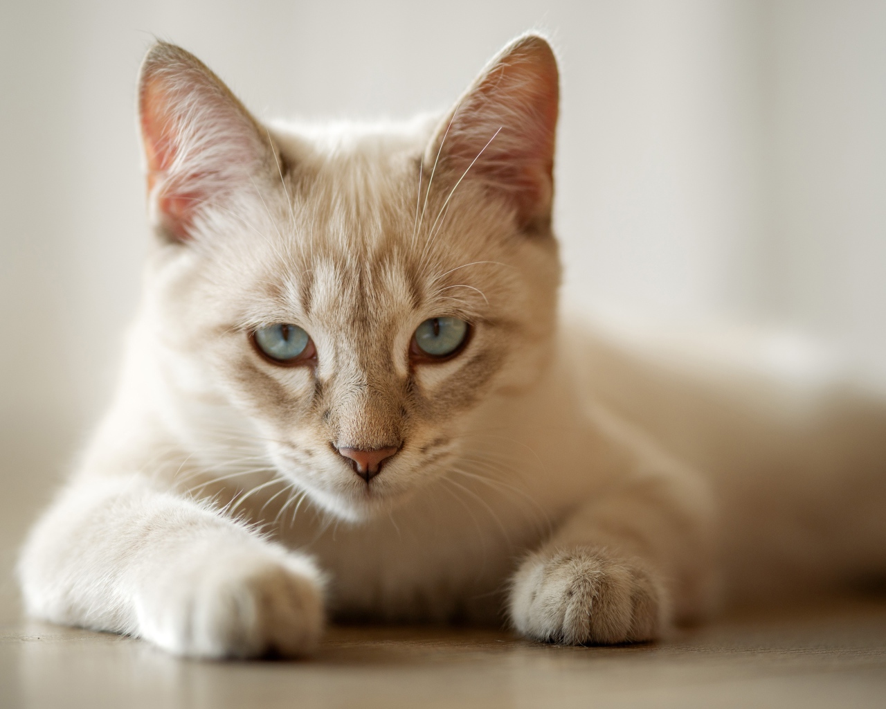 Красивая голубоглазая породистая домашняя кошка лежит на полу