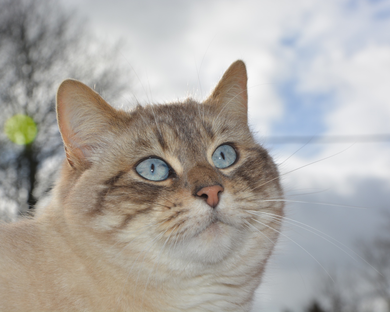 Красивые голубые глаза у кошки