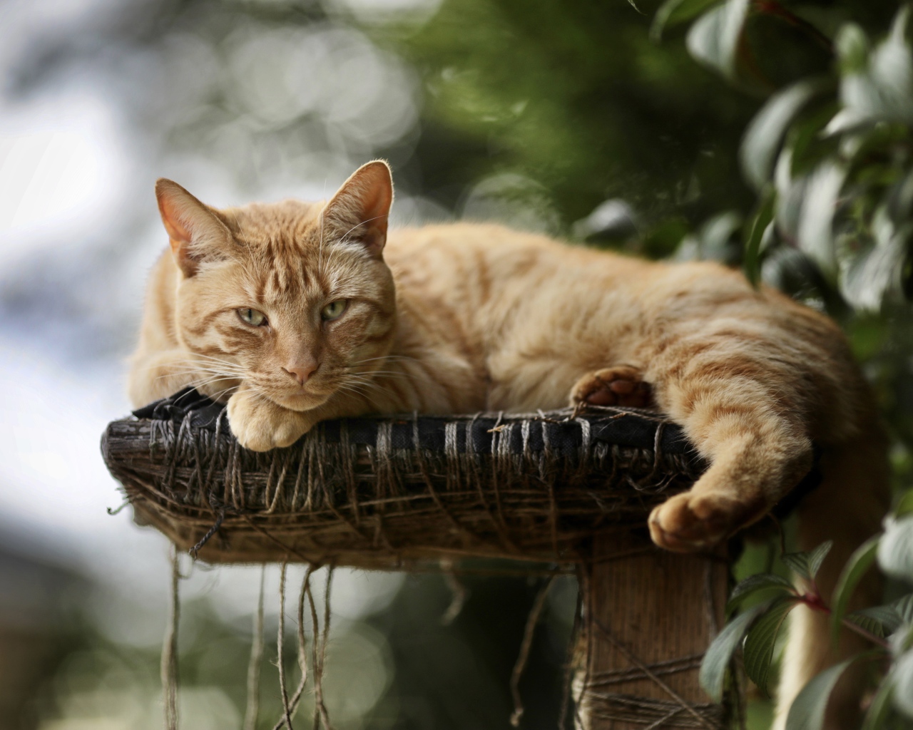 Красивый рыжий кот на лежанке 