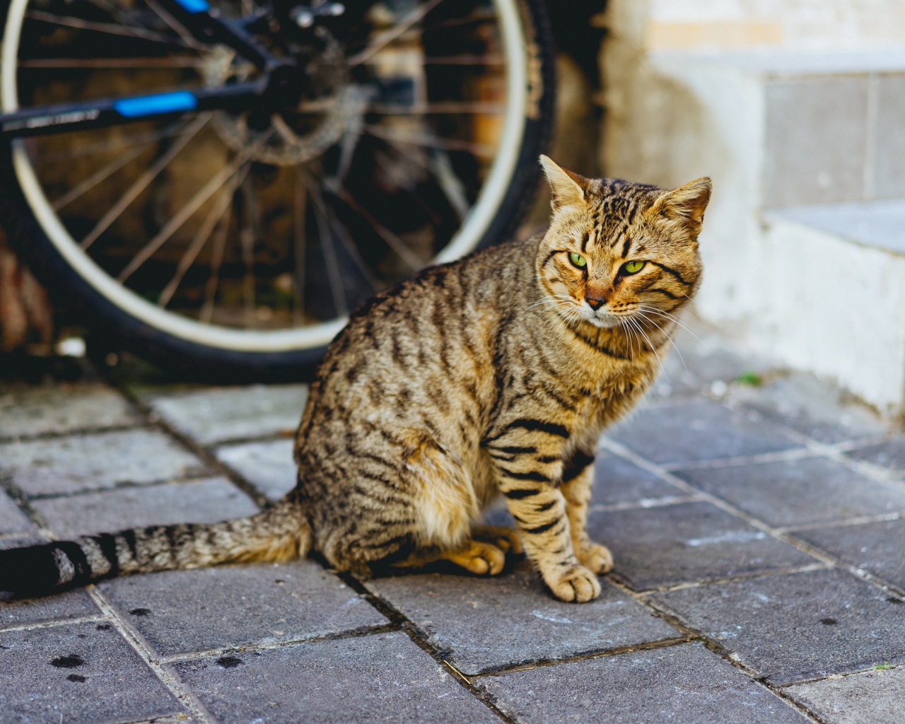 Красивый серый кот сидит у стены велосипедом 