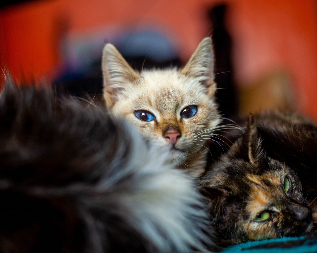 Красивые котята лежат на кровати 