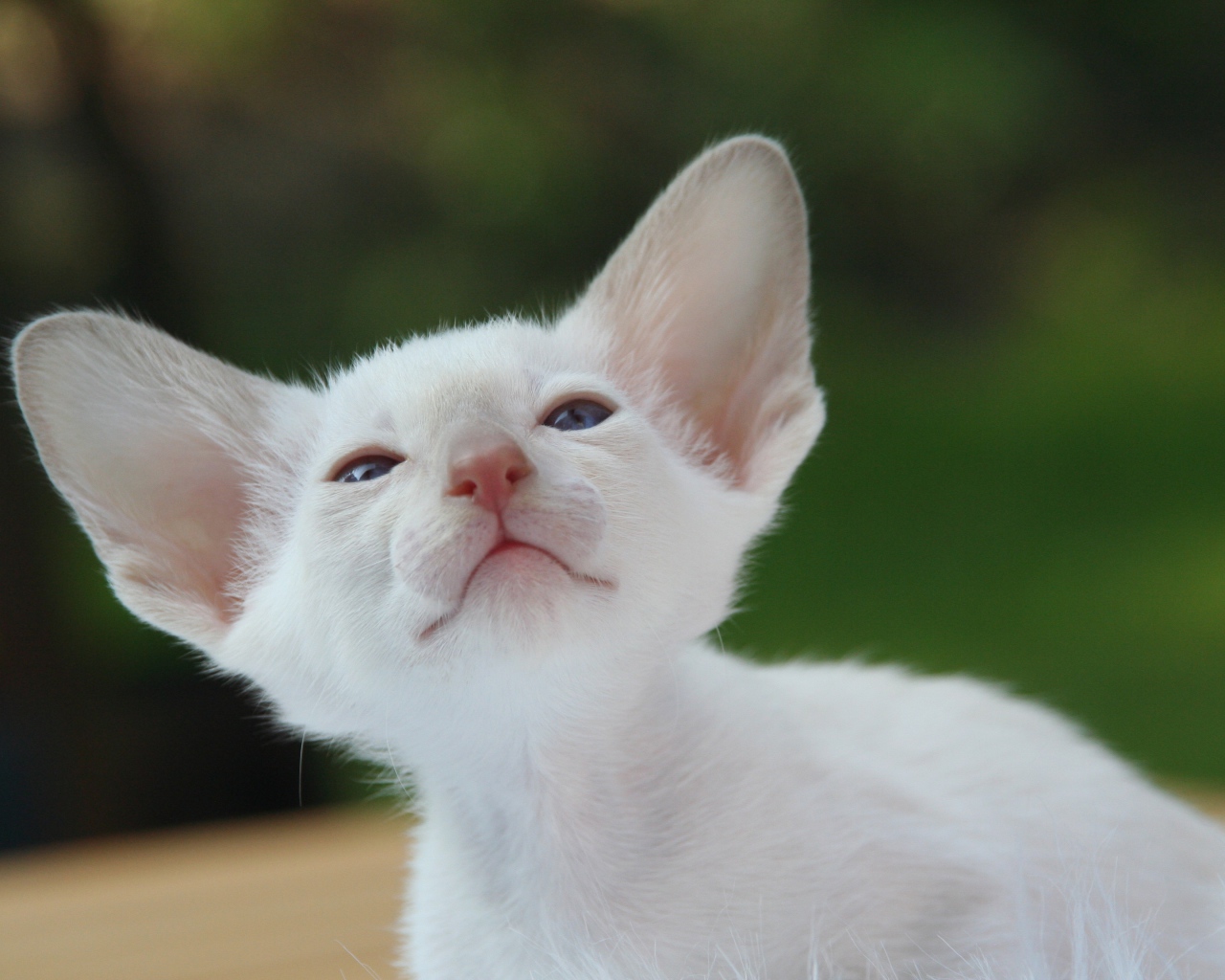 Красивый маленький белый котенок ориентал
