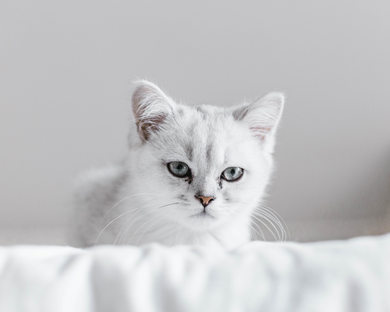 Красивый породистый котенок на кровати 