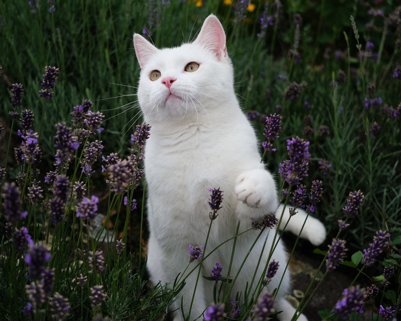 Красивый белый кот сидит в цветах лаванды