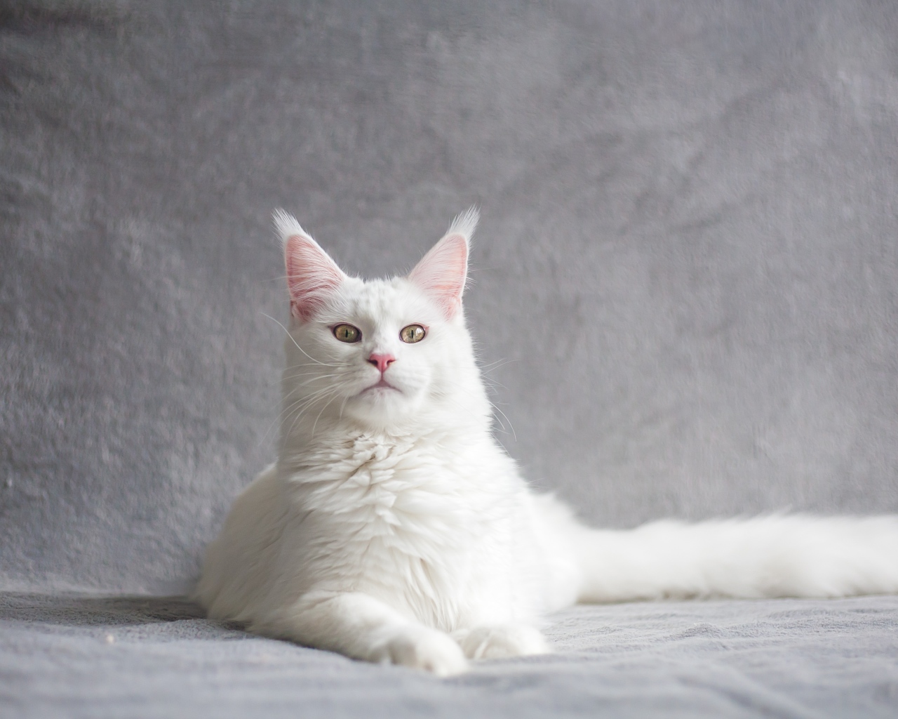 Красивый белый кот с кисточками на ушах на сером фоне