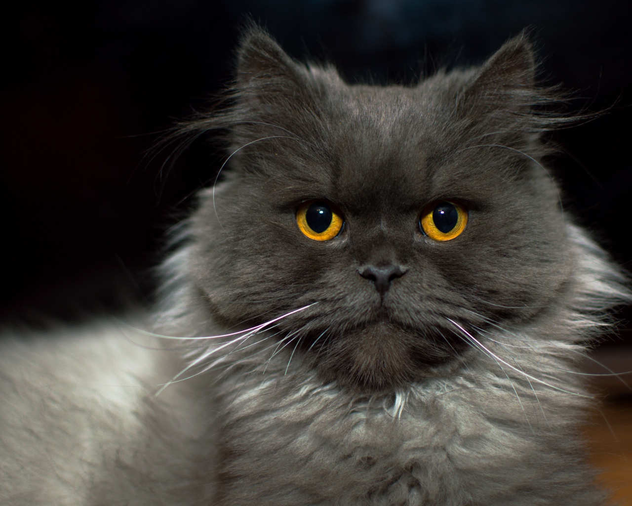 Большой пушистый породистый кот с желтыми глазами 