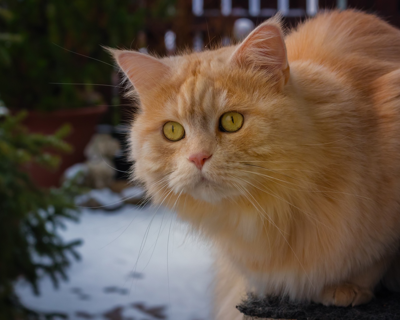 Большой рыжий кот с красивыми рыжими глазами