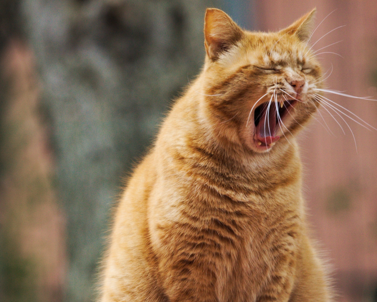 Большой рыжий кот зевает