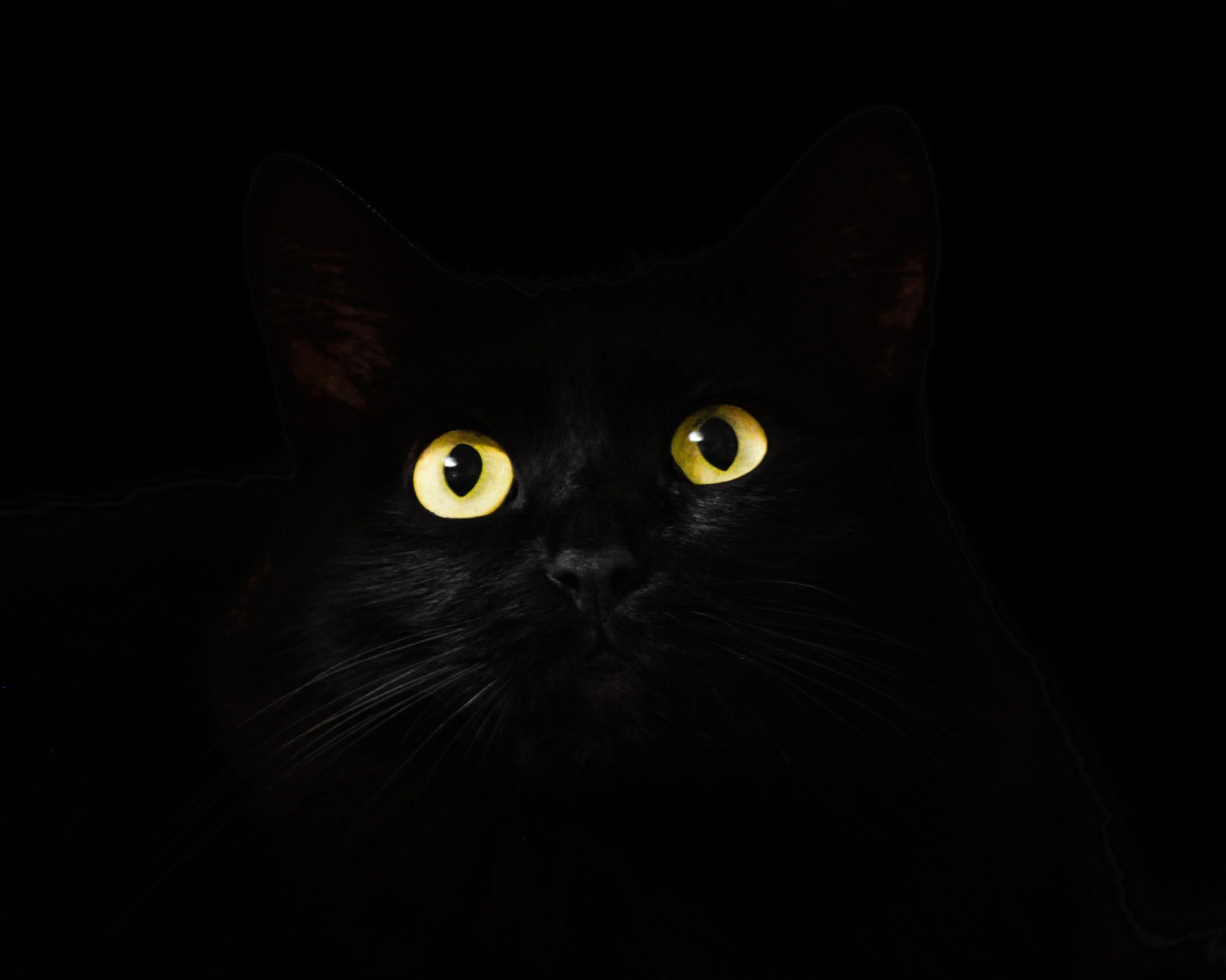 Большие желтые глаза кошки на черном фоне