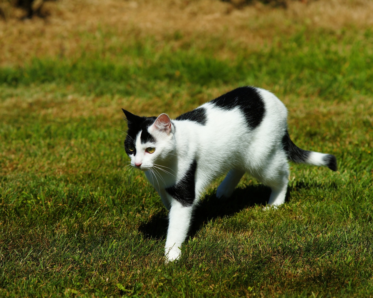 Черно-белая кошка идет по зеленой траве 