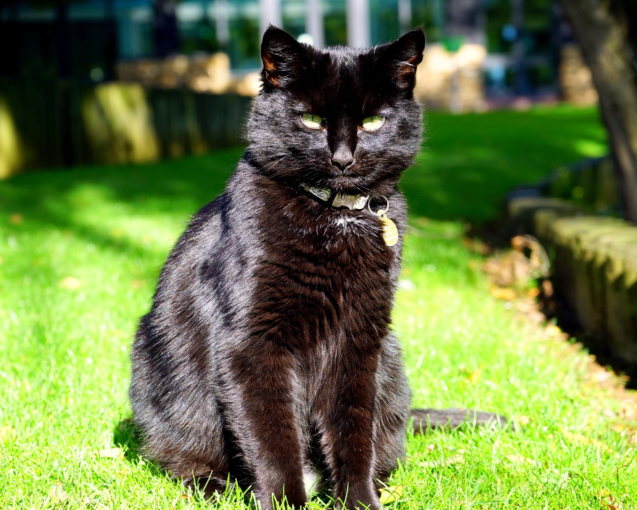 Черный красивый кот сидит на зеленой траве