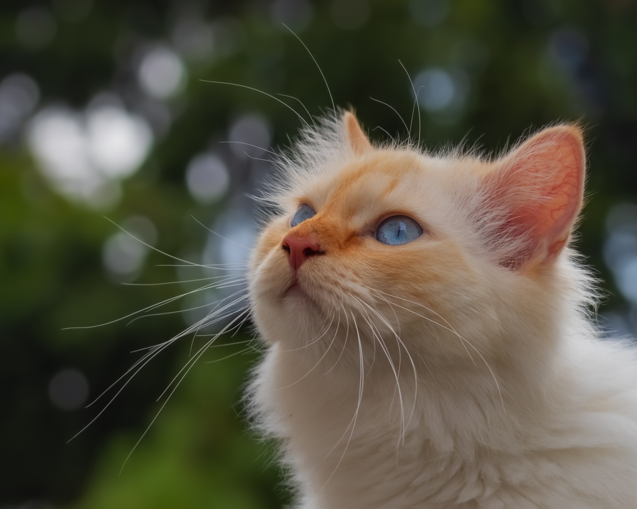 Голубоглазая рыжая кошка с длинными усами