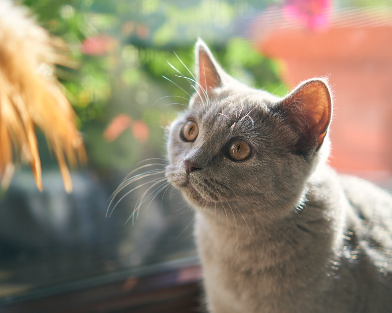 Британский котенок смотрит на игрушку