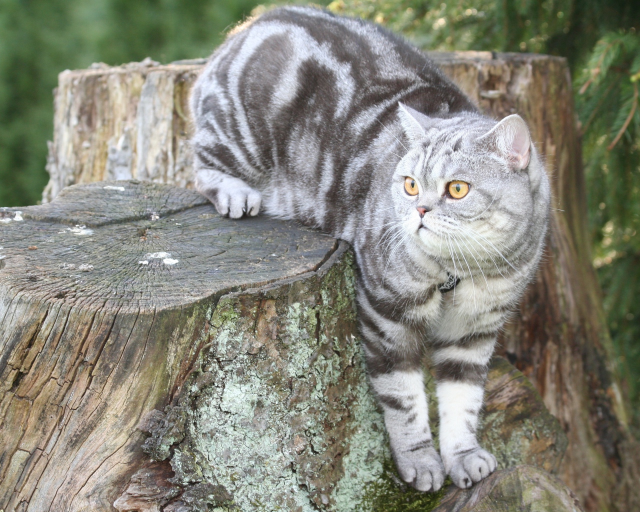 Полосатый британский кот сидит на пне 