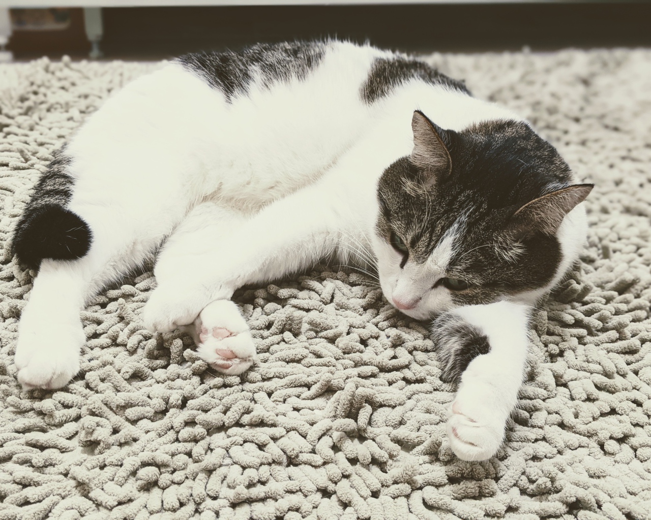 Домашняя кошка лежит на покрывале