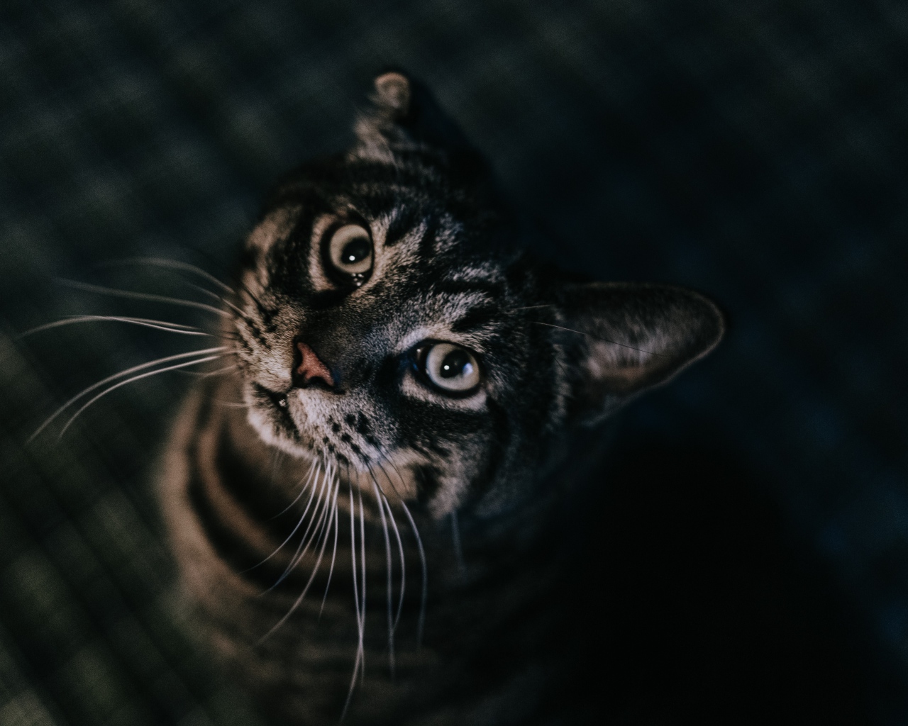 Домашний полосатый серый кот  