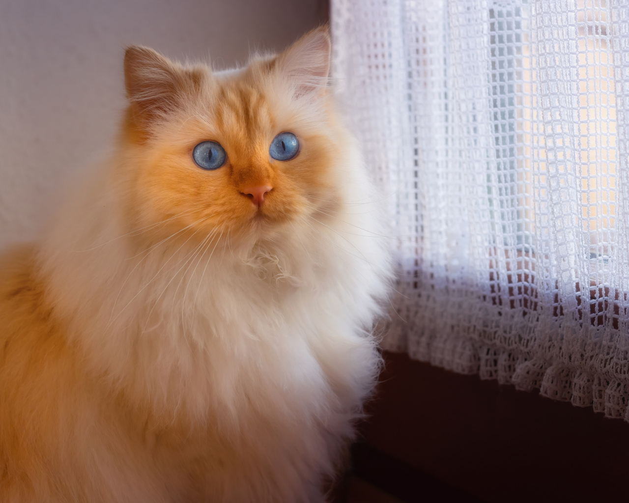 Пушистая голубоглазая кошка сидит у окна 