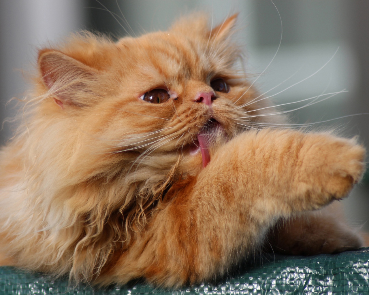 Fluffy ginger cat licks paw