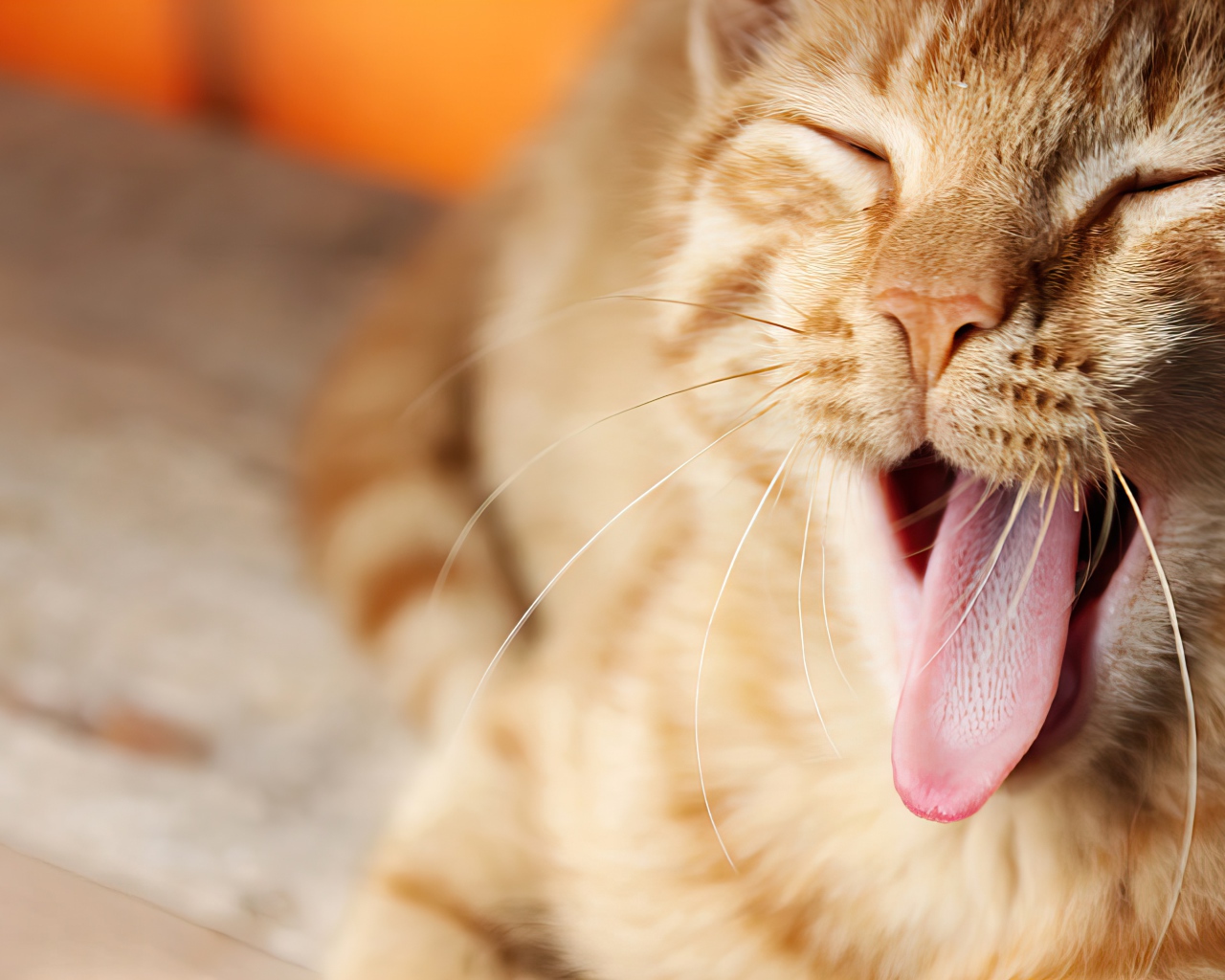 Забавный зевающий рыжий кот с высунутым языком