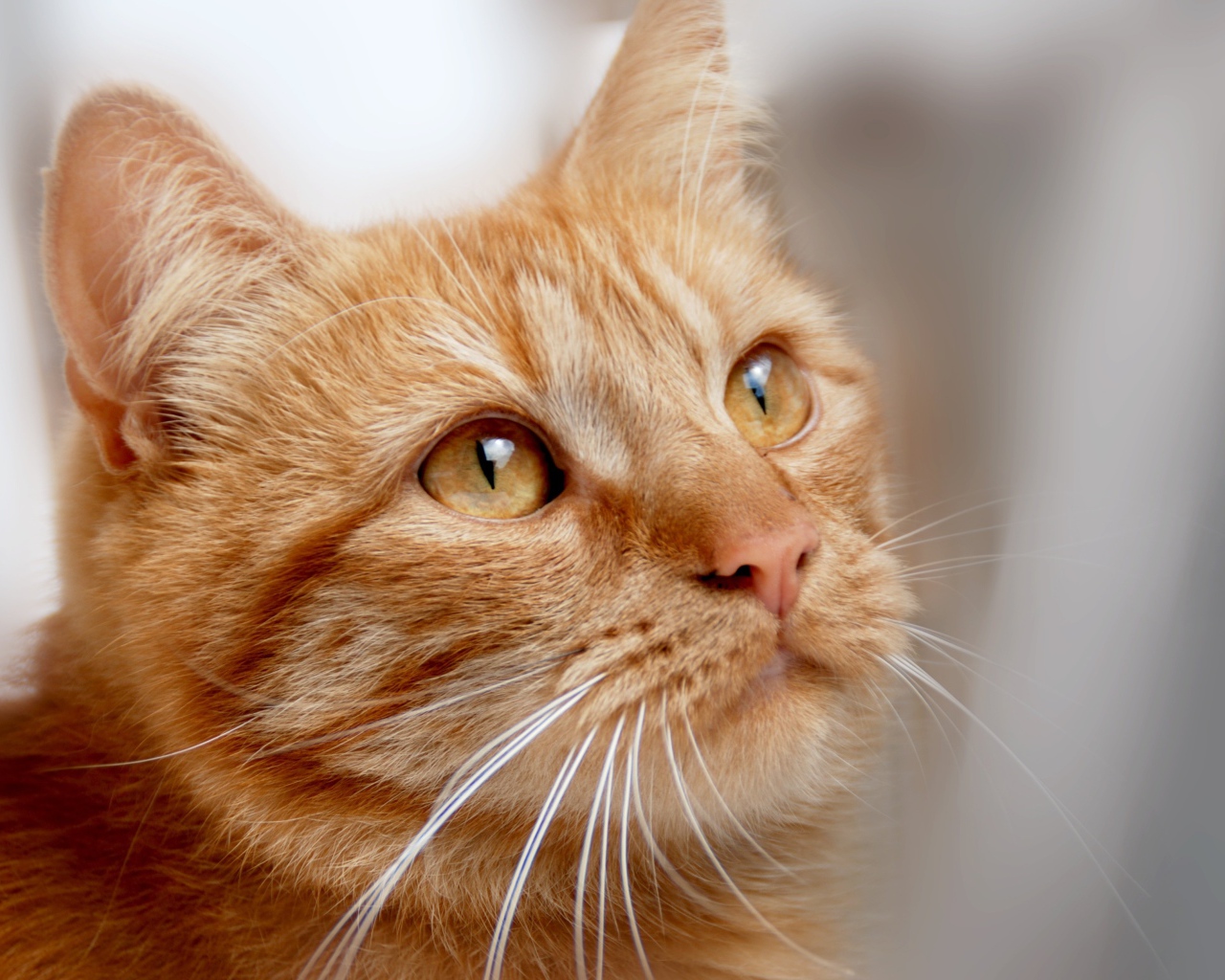 Рыжий кот с оранжевыми глазами 