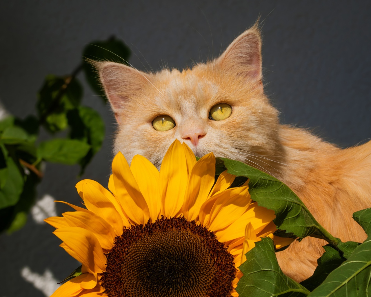Рыжий кот с цветком подсолнуха на сером фоне 