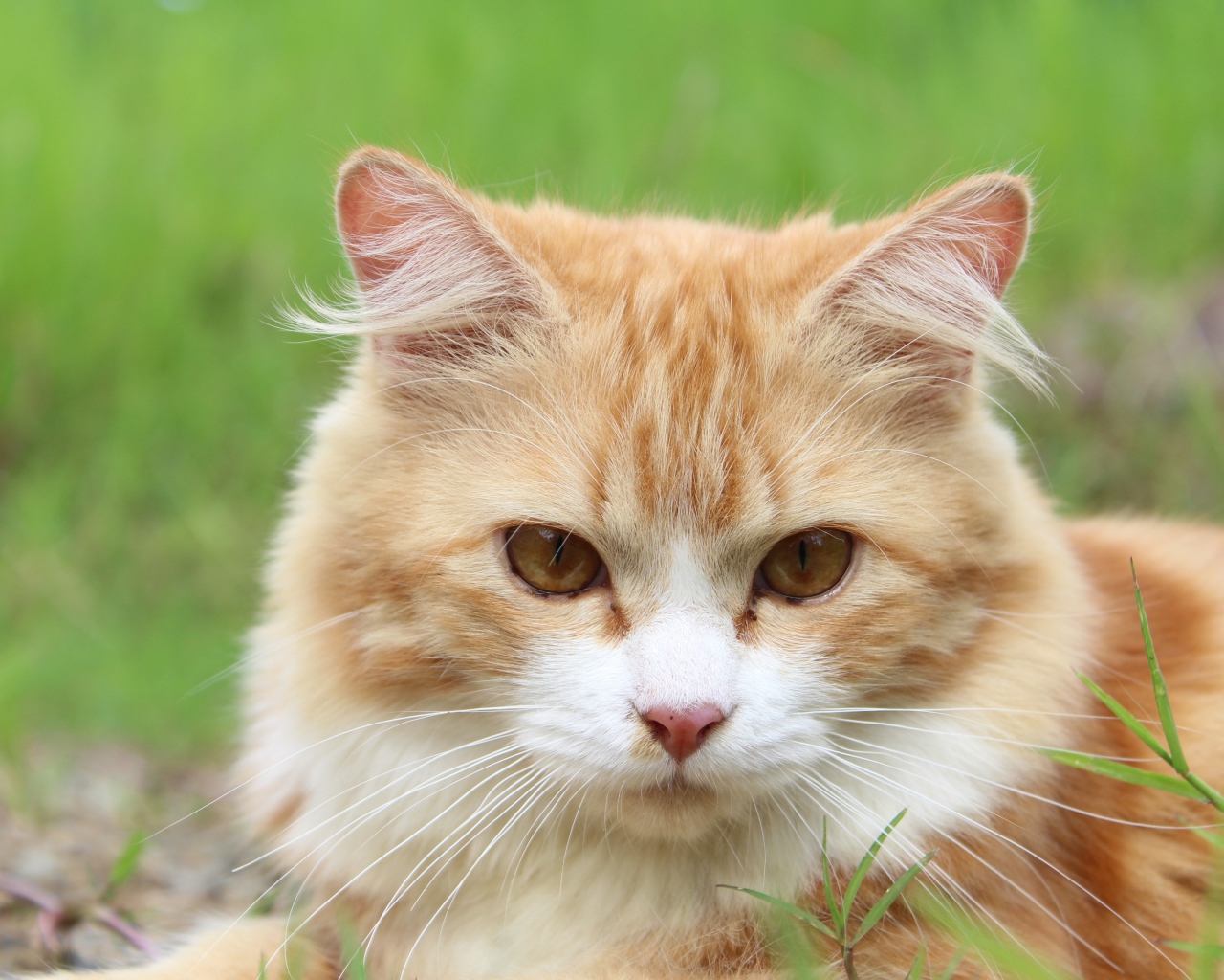Рыжий чистый кот лежит на траве