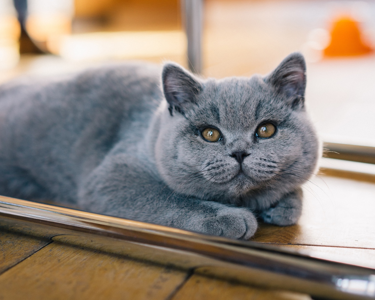 Серый британский котенок лежит на полу 