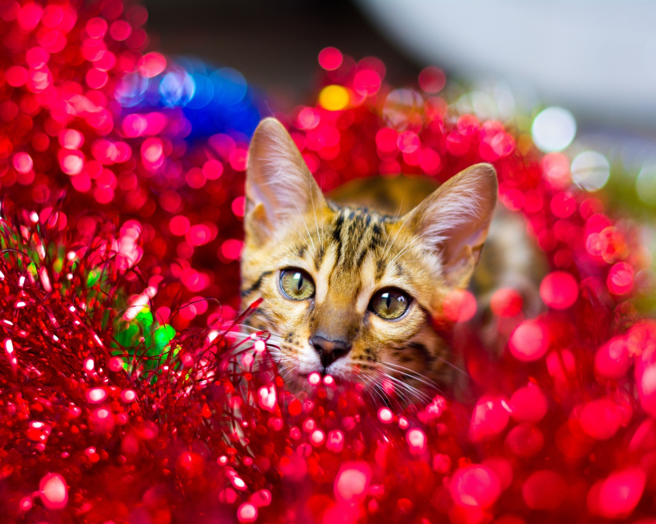 Серый кот прячется в красной мишуре