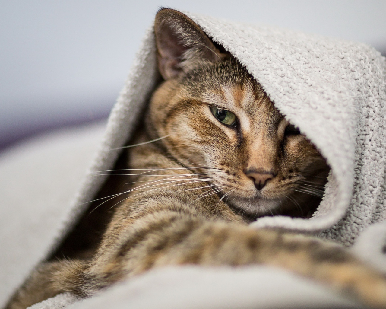 Серый кот лежит под одеялом