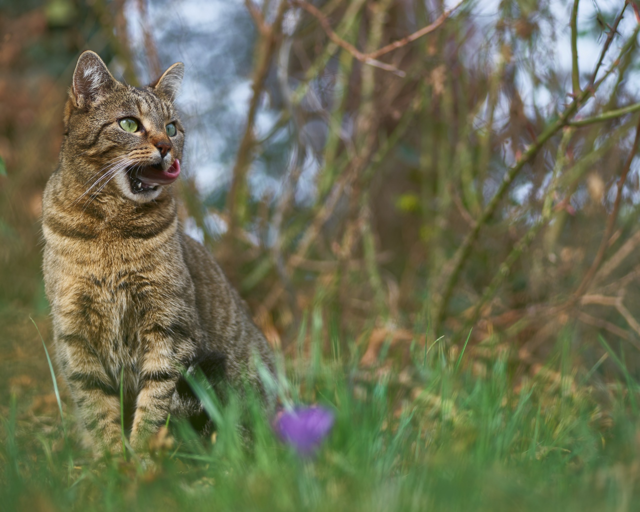 Серый кот сидит в зеленой траве 
