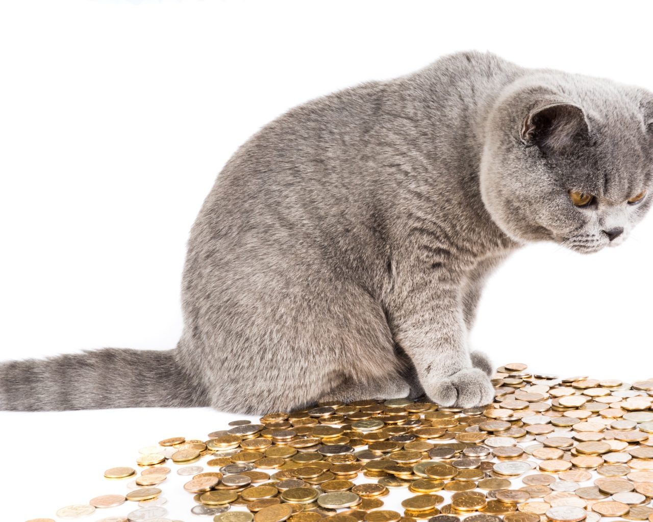 Серый кот с монетами на белом фоне
