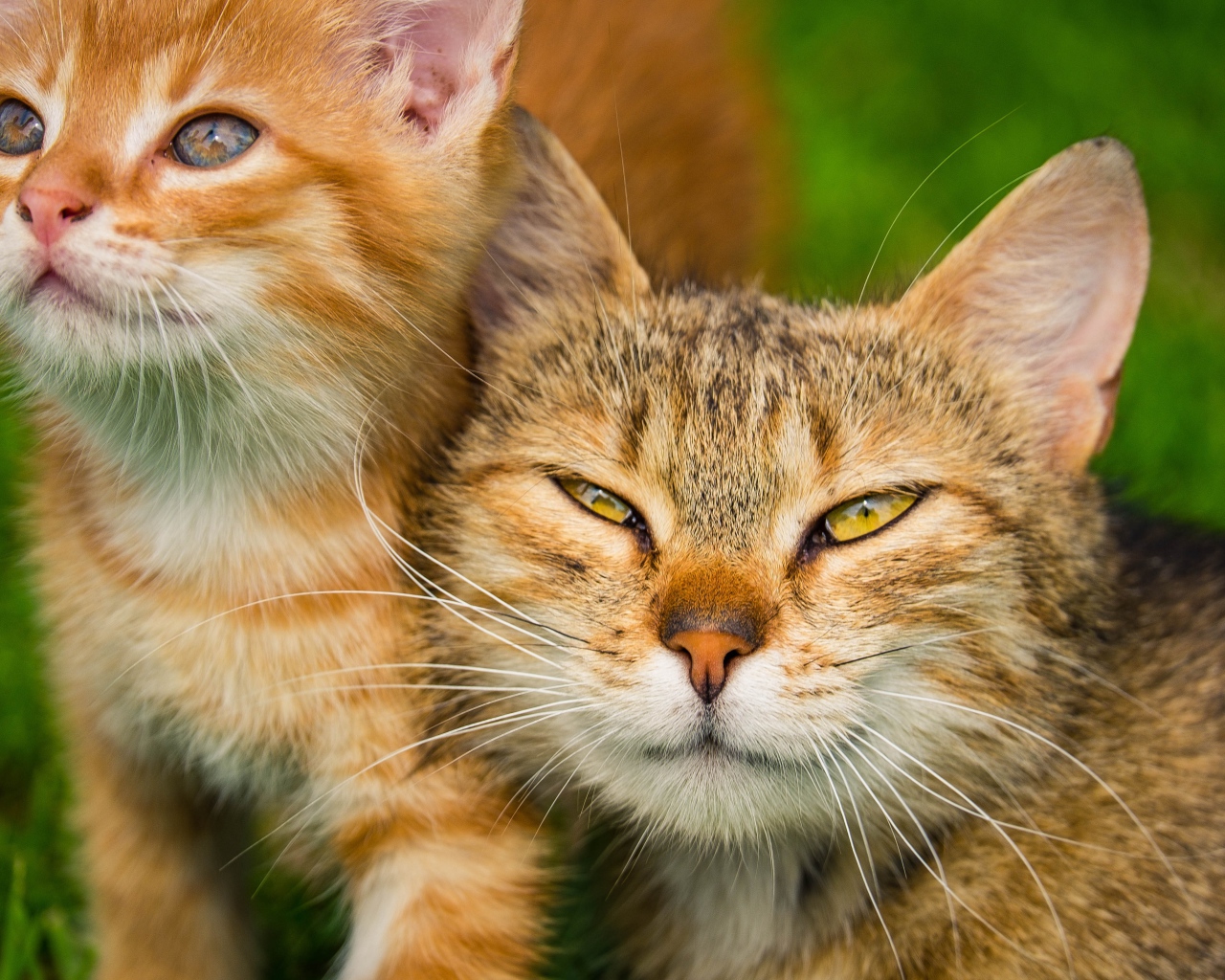 Серая кошка с рыжим котенком