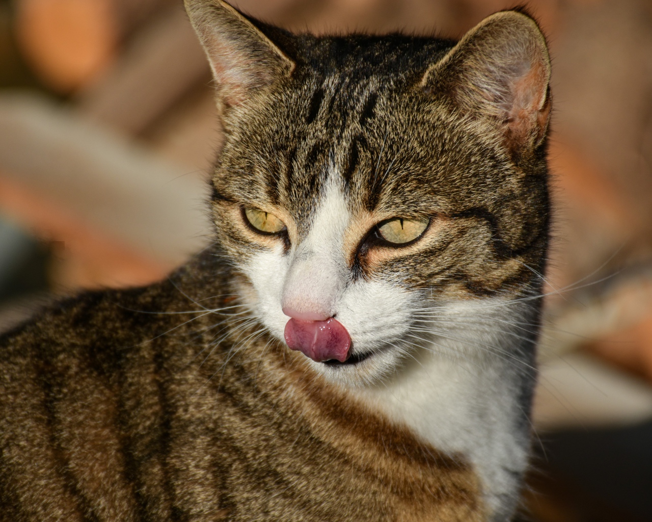 Серый кот с высунутым языком 