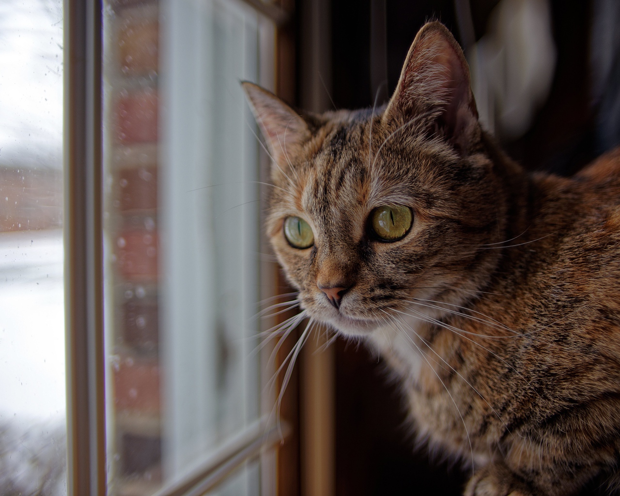 Серый домашний кот смотрит в окно