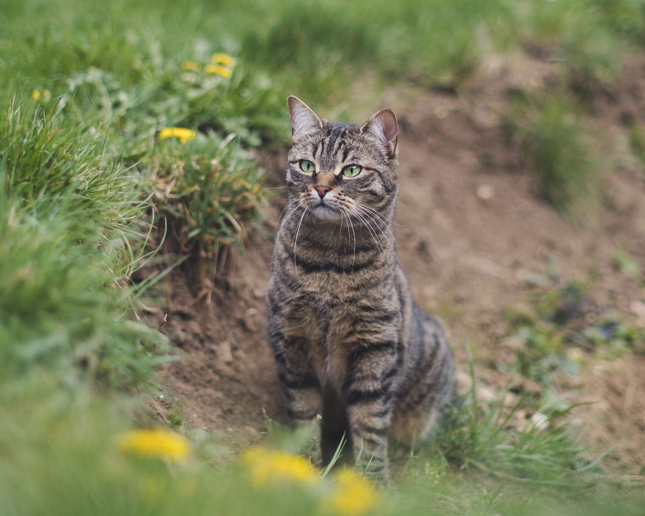 Серый полосатый кот охотится в зеленой траве 