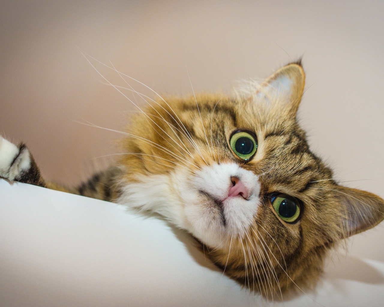 Зеленоглазый пушистый кот лежит на кровати