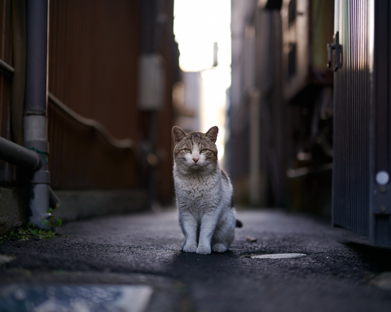 Бездомный кот сидит на улице