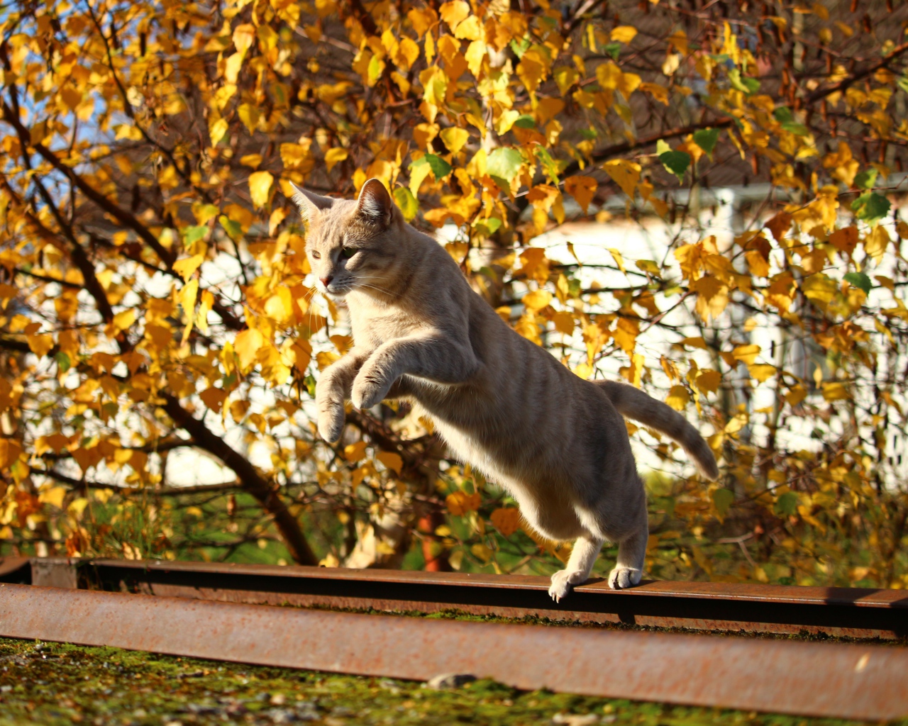 Прыжок рыжего кота на улице осенью 