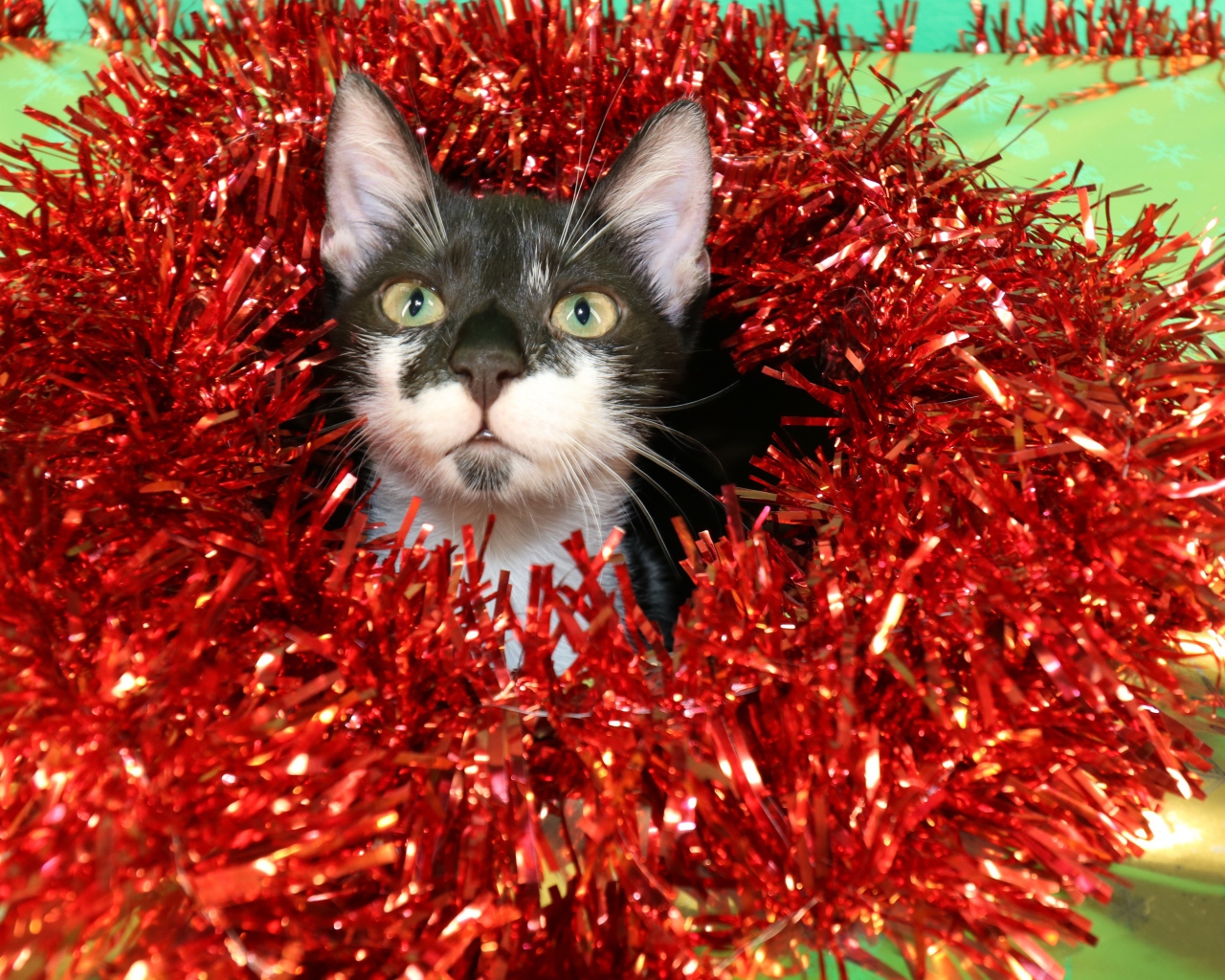 Котенок в красной мишуре на новый год