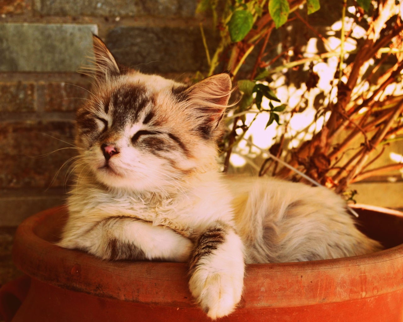 Котенок спит в горшке с цветком