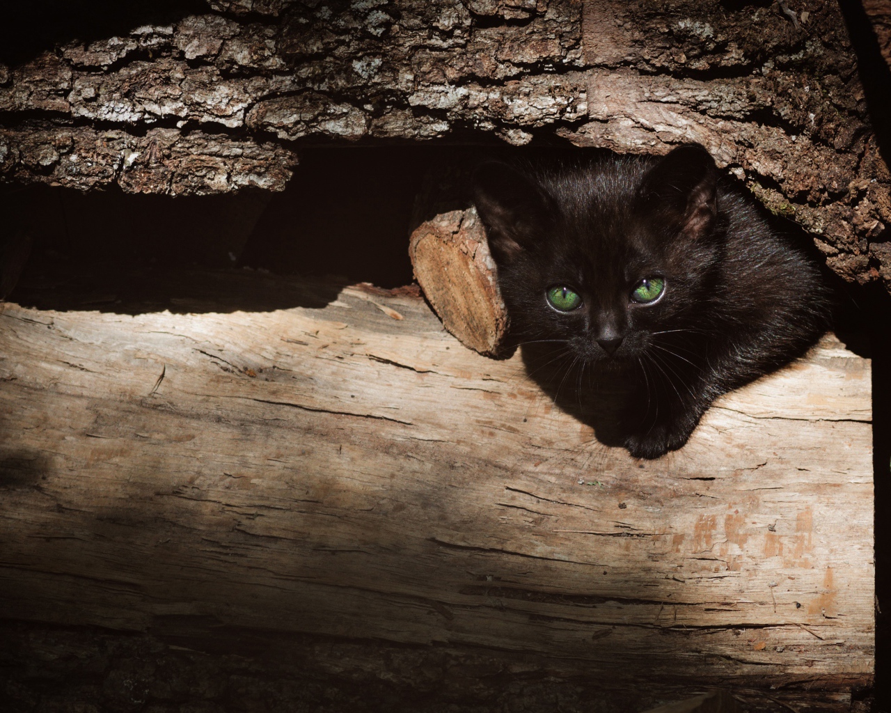 Маленький черный котенок прячется в дровах 