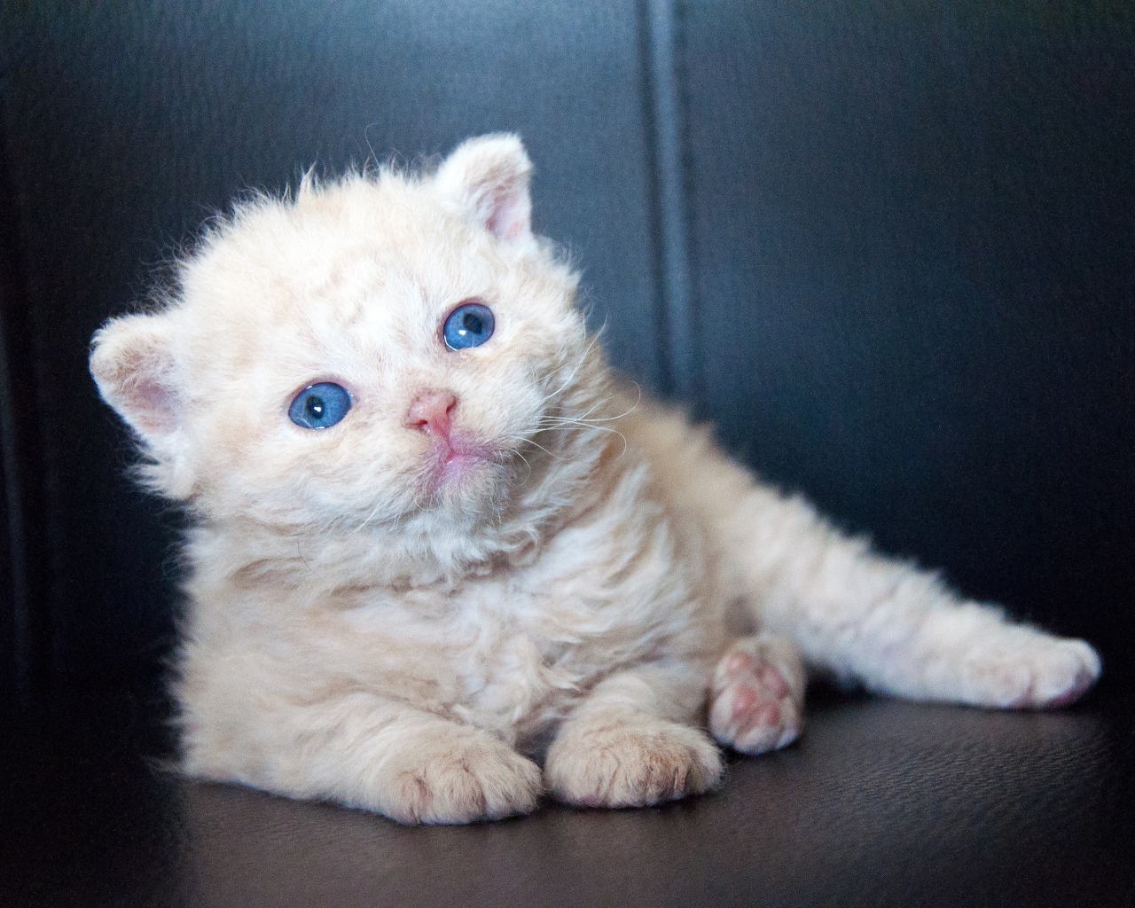 Маленький голубоглазый котенок лежит на черном диване