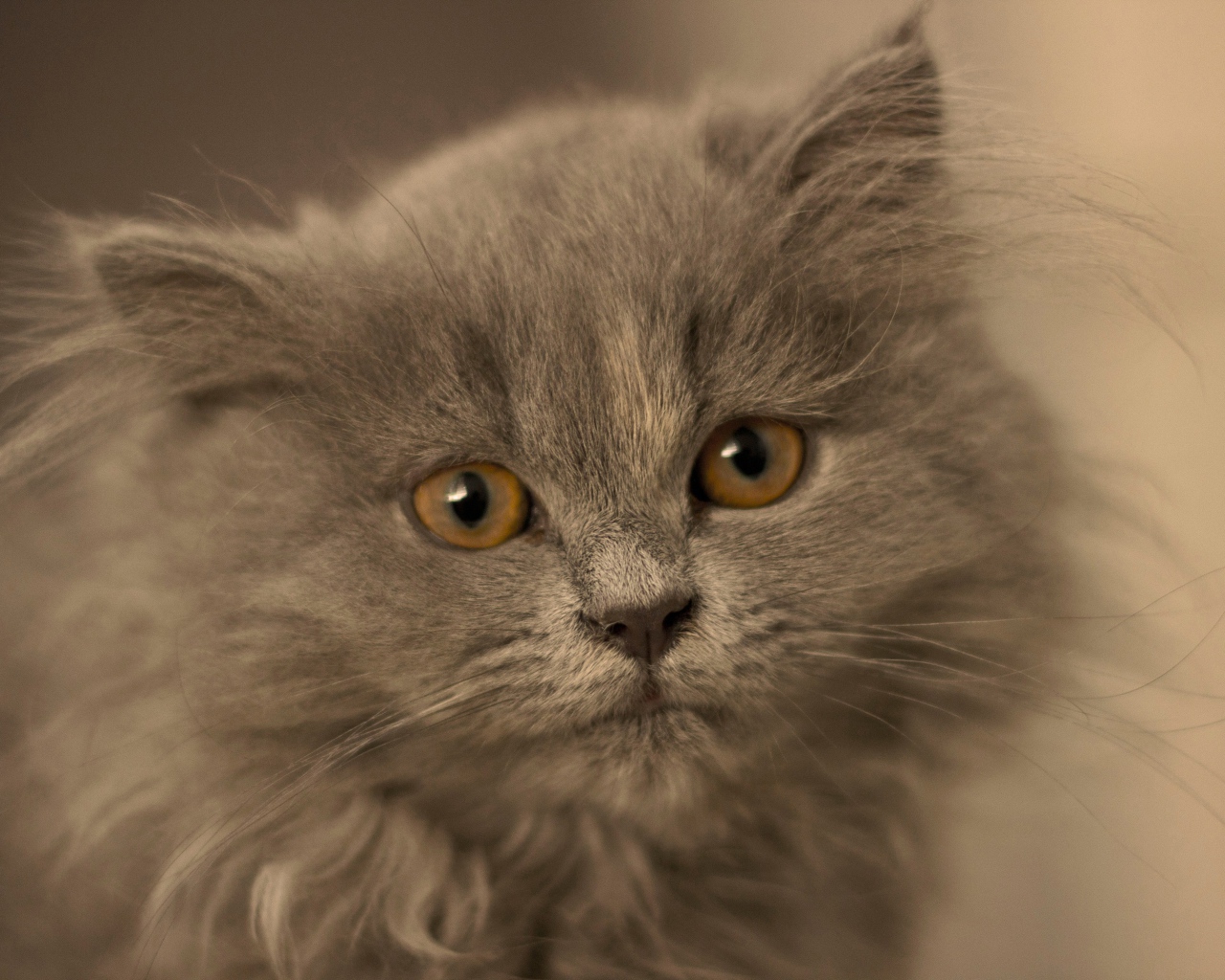 Маленький пушистый пепельный котенок крупным планом