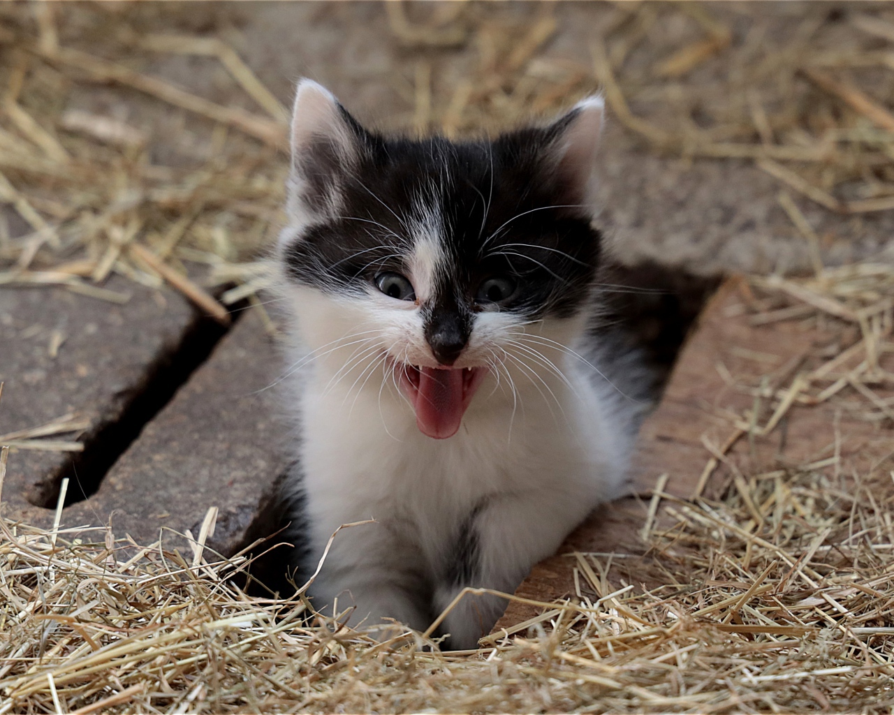 Маленький смешной черно- белый котенок зевает 