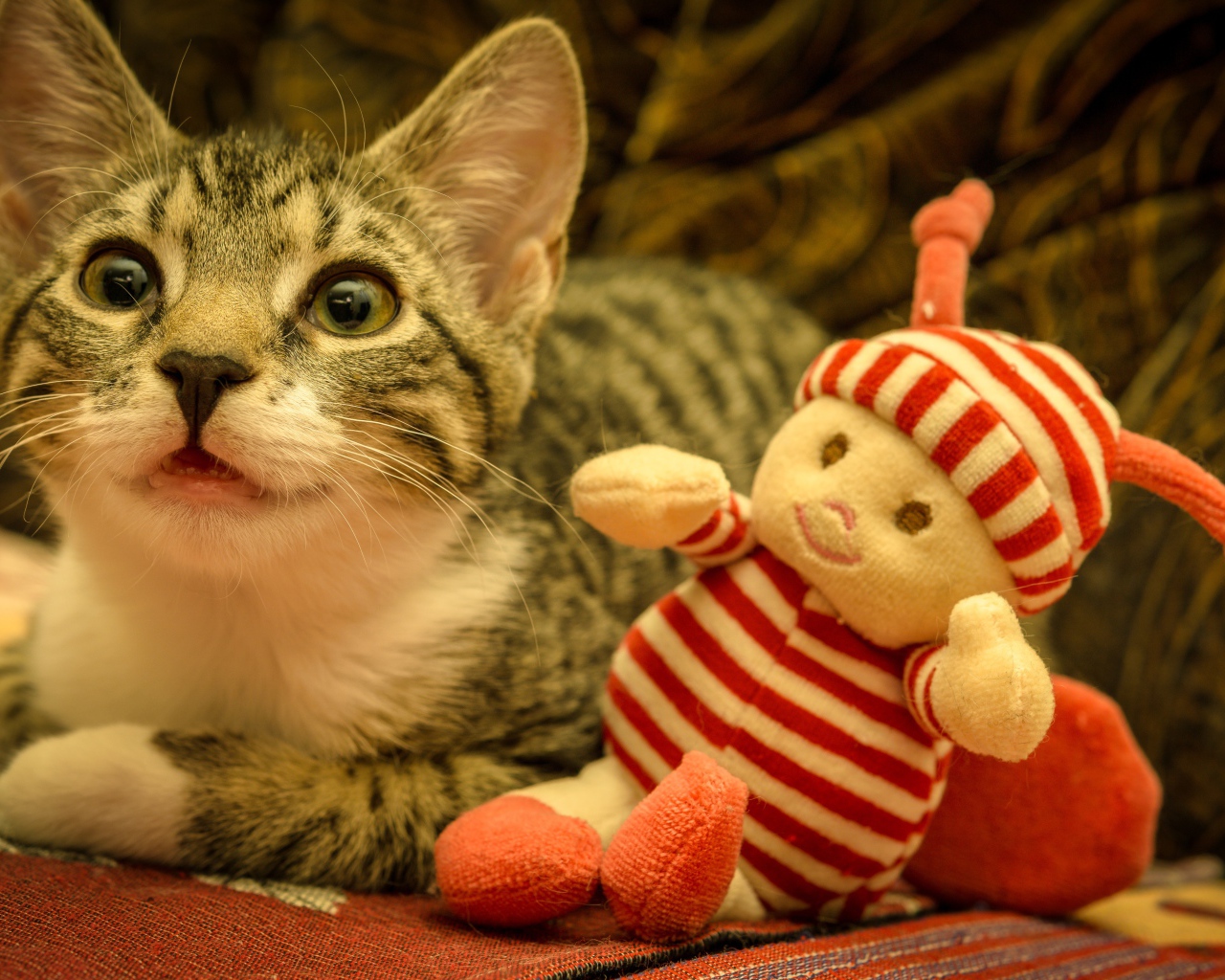 Маленький серый котенок с игрушкой